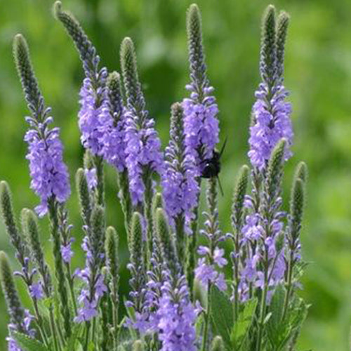Verbena Hybrida & Glandularia Canadensis Seeds