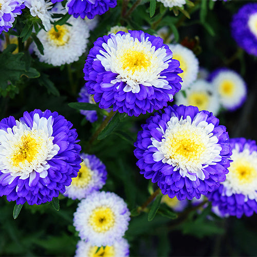 Viola-Tricolor-China-Aster-Seeds