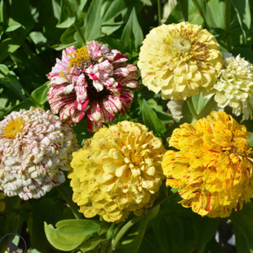 Zinnia Elegans & Candy Cane Zinnia Seeds