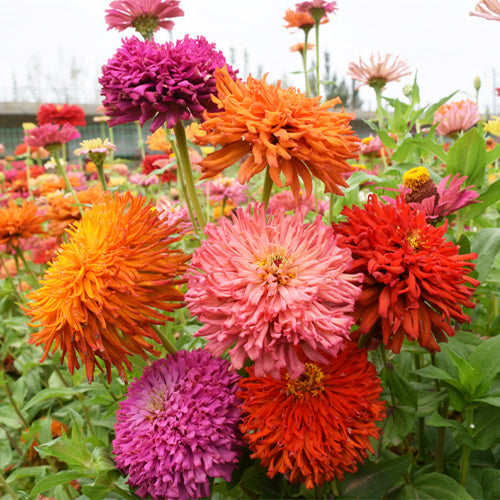 Zinnia-Elegans-Zinnia-Seeds