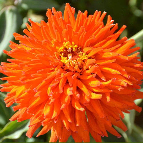 1000 Seeds / Orange