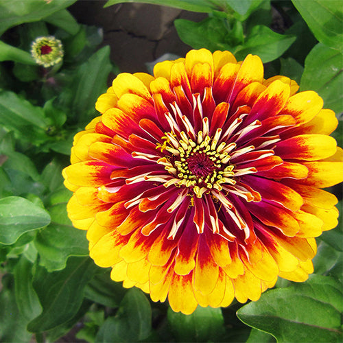 Zinnia-Elegans-Zinnia-Seeds