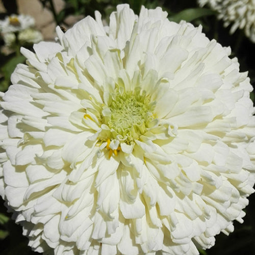 Zinnia Elegans & Zinnia Seeds