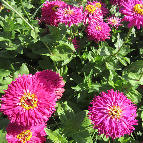 Zinnia-Elegans-Zinnia-Seeds