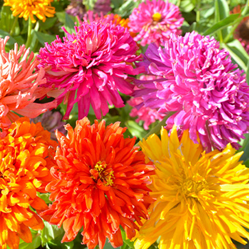 Zinnia Elegans & Zinnia Seeds