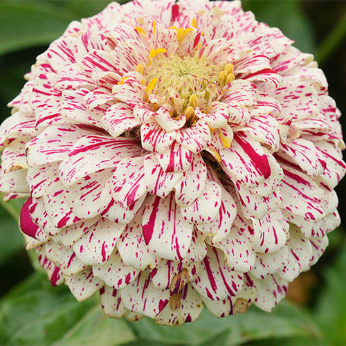 Zinnia-Elegans-Zinnia-Seeds