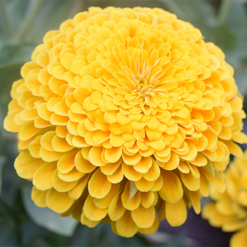 Zinnia-Elegans-Zinnia-Seeds