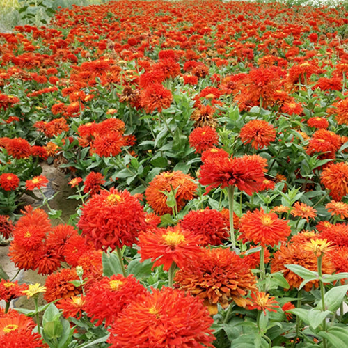 Zinnia Elegans & Zinnia Seeds