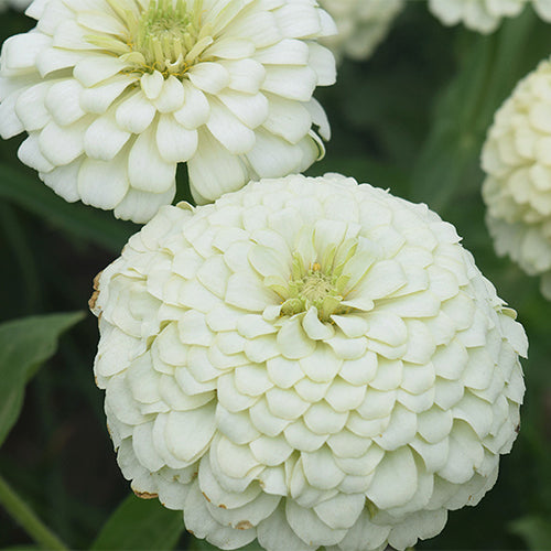 Zinnia-Elegans-Zinnia-Seeds
