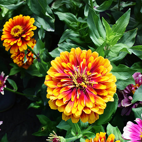 Zinnia-Elegans-Zinnia-Seeds