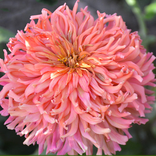 Zinnia Elegans & Zinnia Seeds