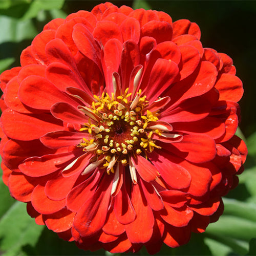 Zinnia-Elegans-Zinnia-Seeds
