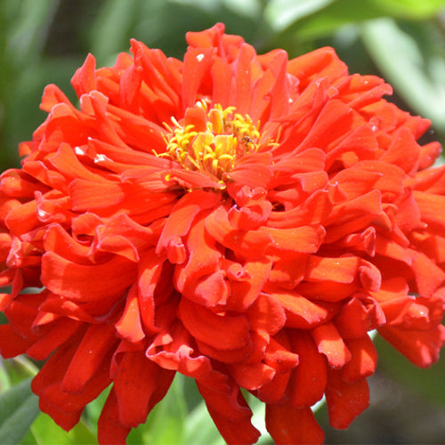 Zinnia Elegans & Zinnia Seeds