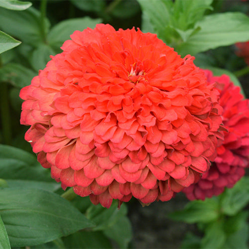 Zinnia-Elegans-Zinnia-Seeds